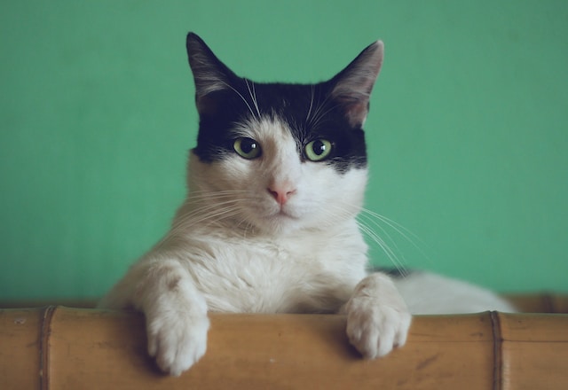 de-10-populairste-kattennamen