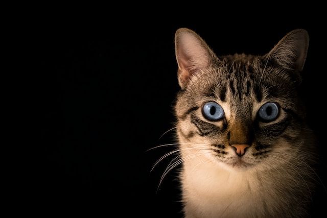de-10-populairste-kattennamen