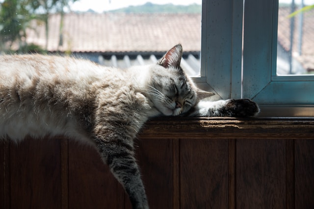 de-10-populairste-kattennamen